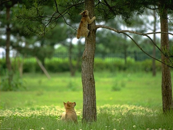 Кот около дерева