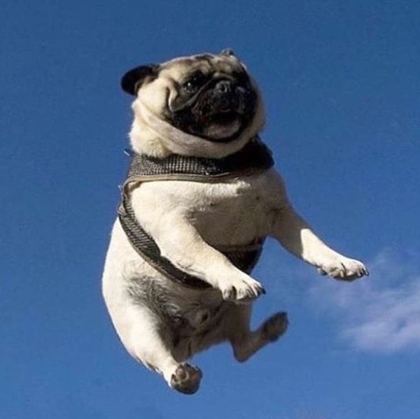 Веселый Мопс