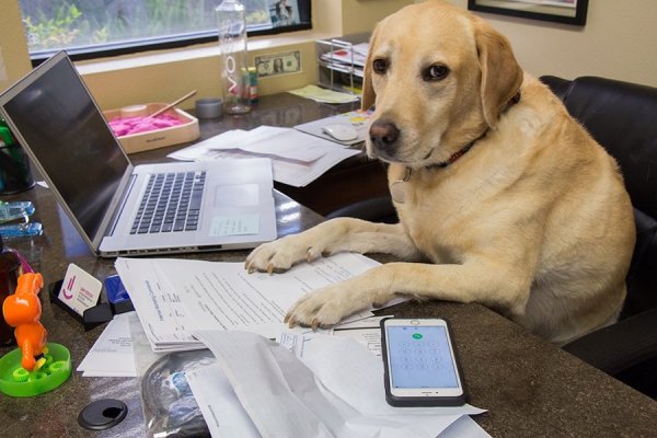 Пес в офисе