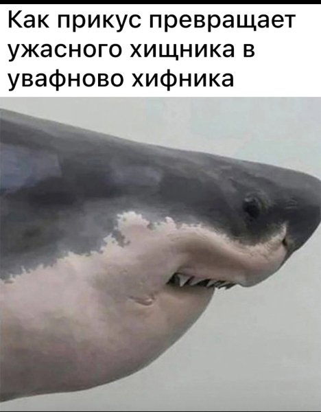 Мемы про акул
