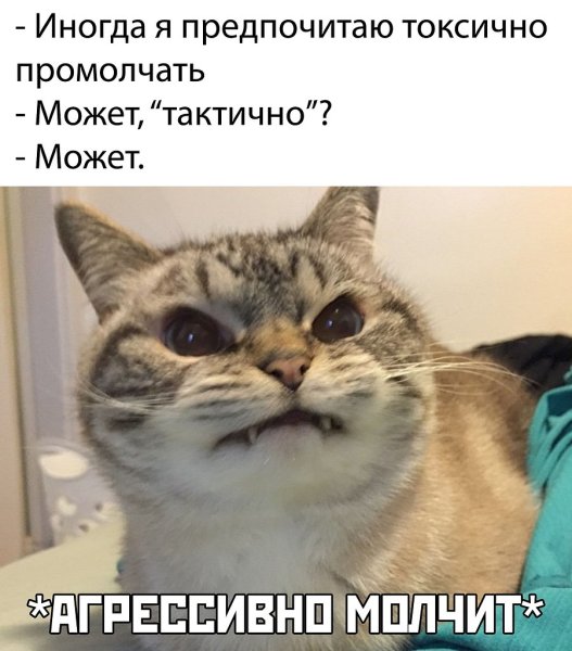 Кот молчит