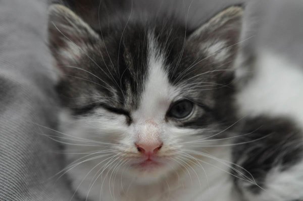 Кот подмигивает