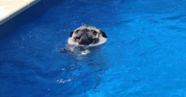Мопс в бассейне
