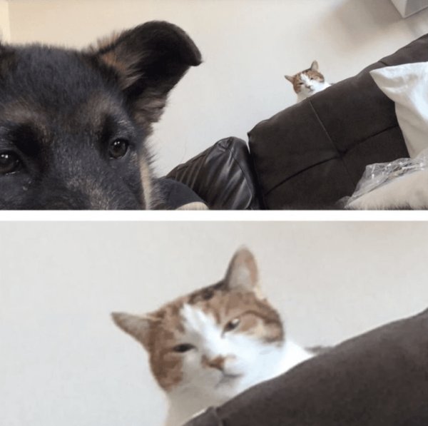 Мемы про собак и кошек
