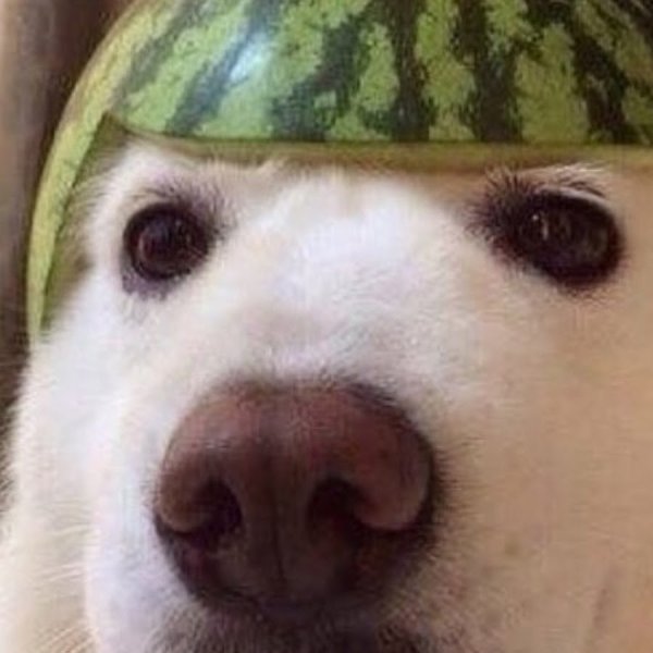 Собака в каске из арбуза