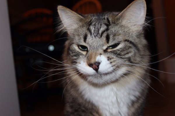 Кот ехидно улыбается