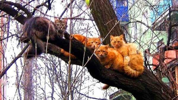 Кот на дереве