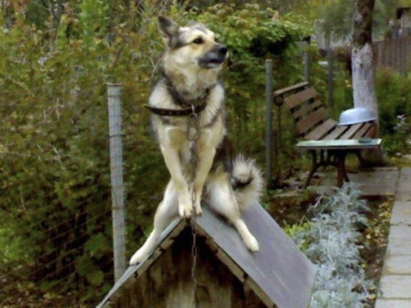 Собака в конуре смешная