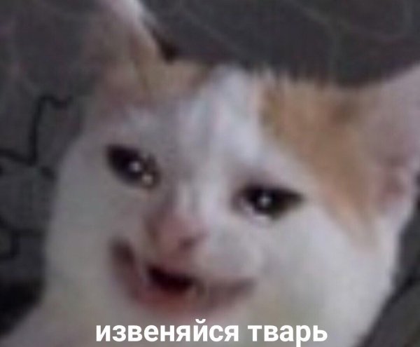 Коты из мемов