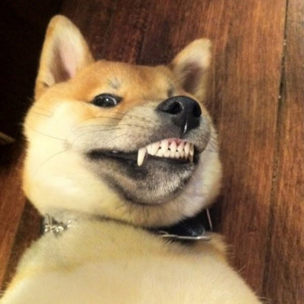 Шиба ину злая