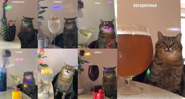 Кот Степан с вином