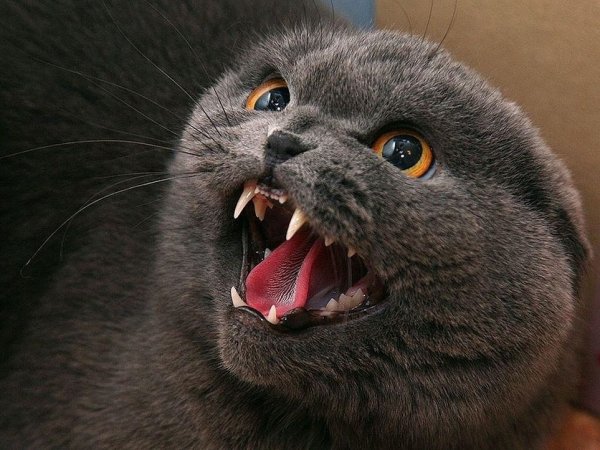 Британская кошка злая