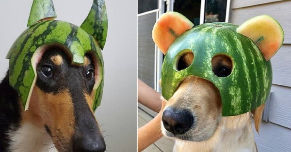 Шлем из арбуза