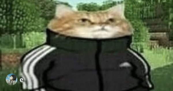 Кот в костюме адидас