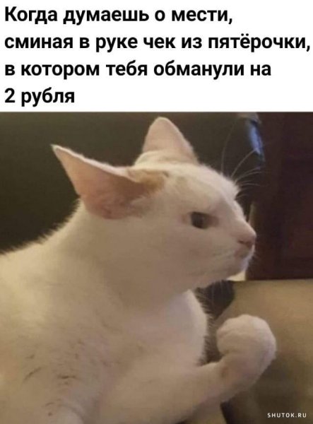 Агрессивные мемы с котами