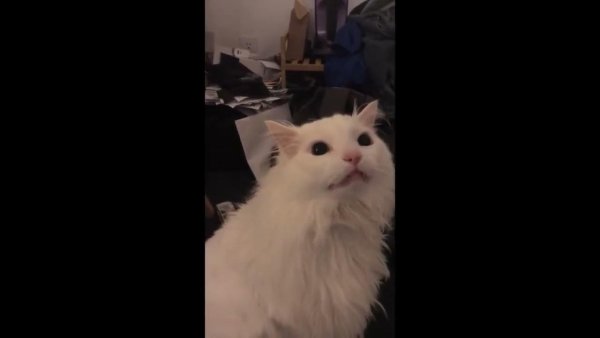 Кот кричит