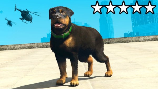 Ротвейлер Чоп в ГТА 5