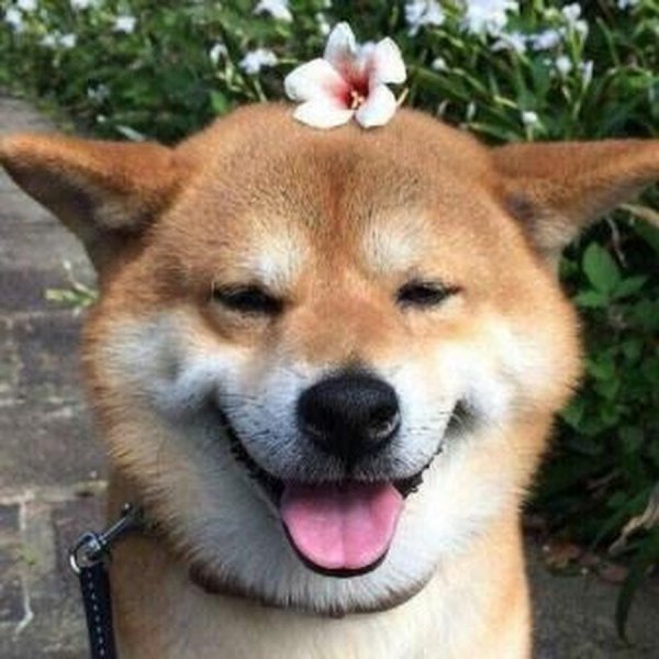 Акита ину Doge