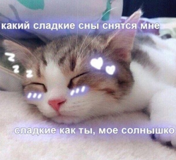 Пикчи спокойной ночи с котами