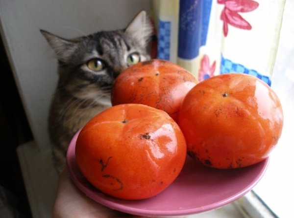 Котик помидор