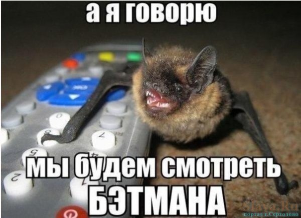 Летучая мышь прикол