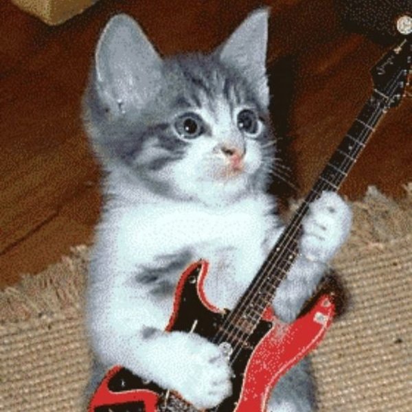 Кот с гитарой
