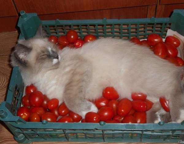 Коты едят помидоры