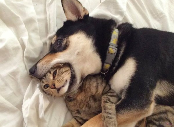 Собаке держат пасть