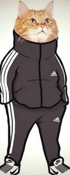Кот в адидасе