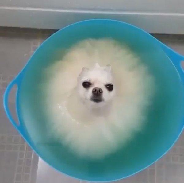 Шпиц моется