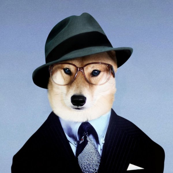 Собака в шляпе