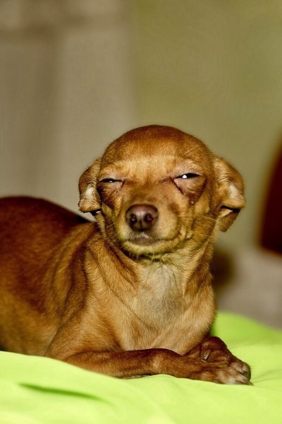 Хитрая собака