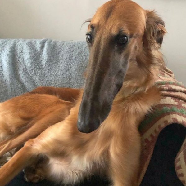 Русская псовая борзая с длинной мордой