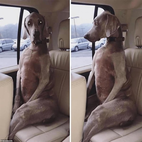 Собака в машине