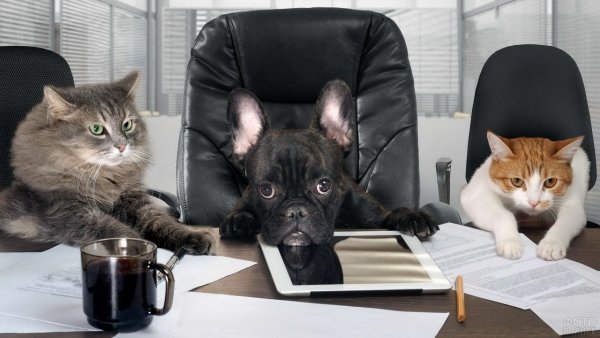 Животные в офисе