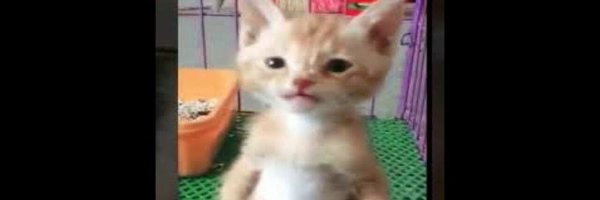 Котенок на задних лапах Мем