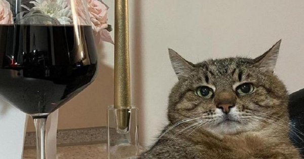 Кот Степан с бокалом