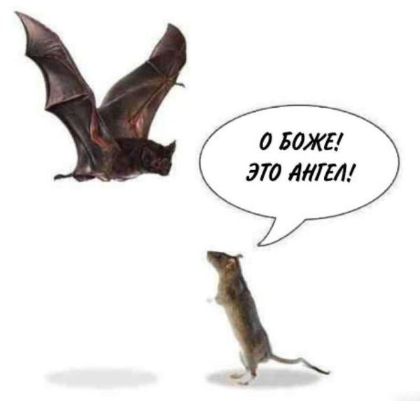 Шутки про летучих мышей