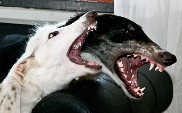 Русская псовая борзая зубы