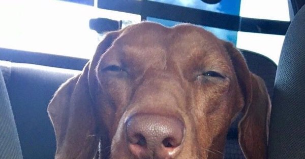 Собака прищурилась