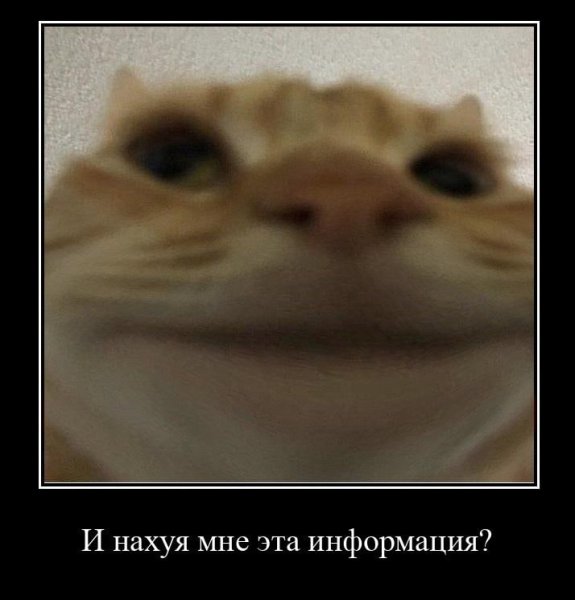 Кот лыбится