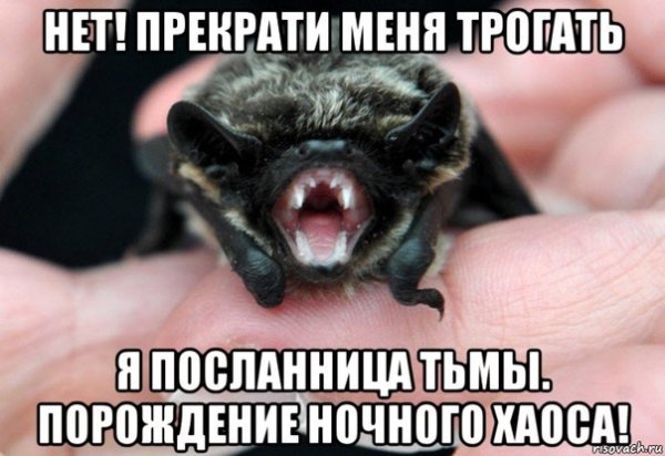 Мемы с летучей мышью