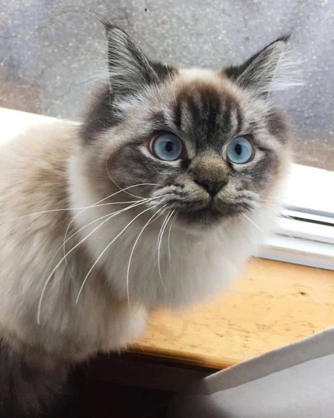 Сердитый кот