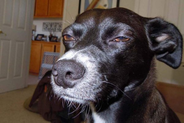 Прищуренная собака