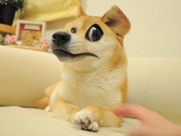 Собака из мема