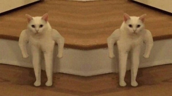 Котик так блэт