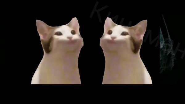 Мемы коты с открытым ртом