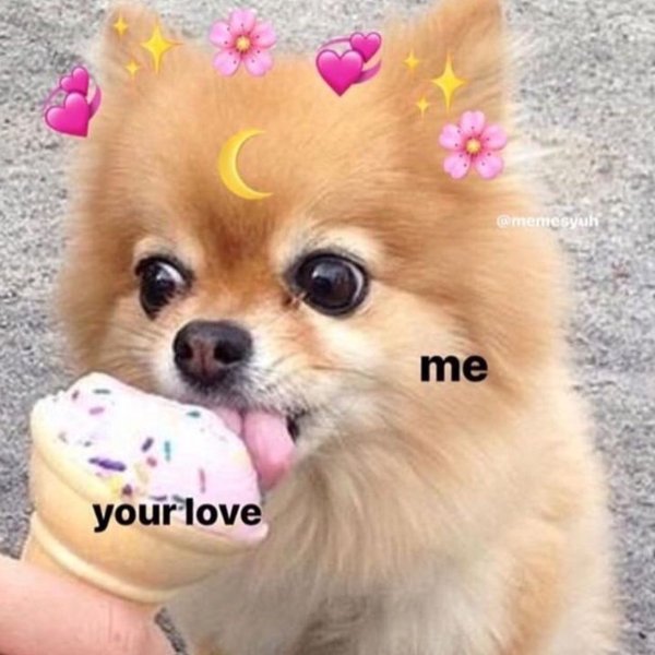 Милые собаки мемы