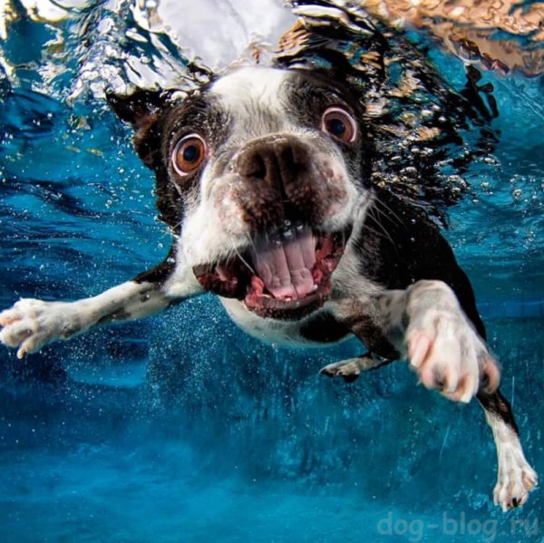 Смешные собаки в воде