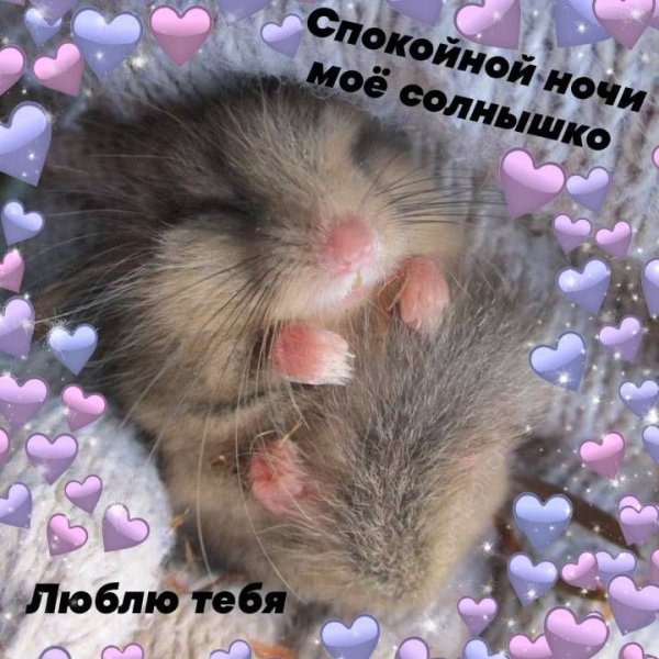 Милые пикчи сладких снов